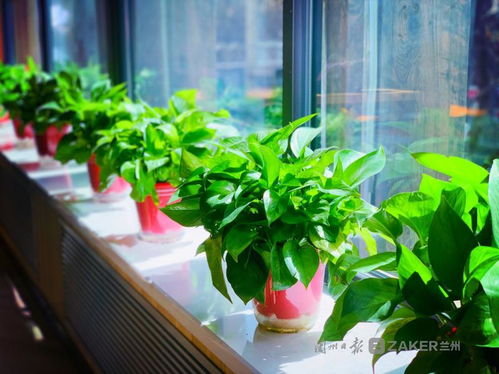 蘭州復工復產(chǎn)進行時,與你在浪漫的社區(qū)書店邂逅